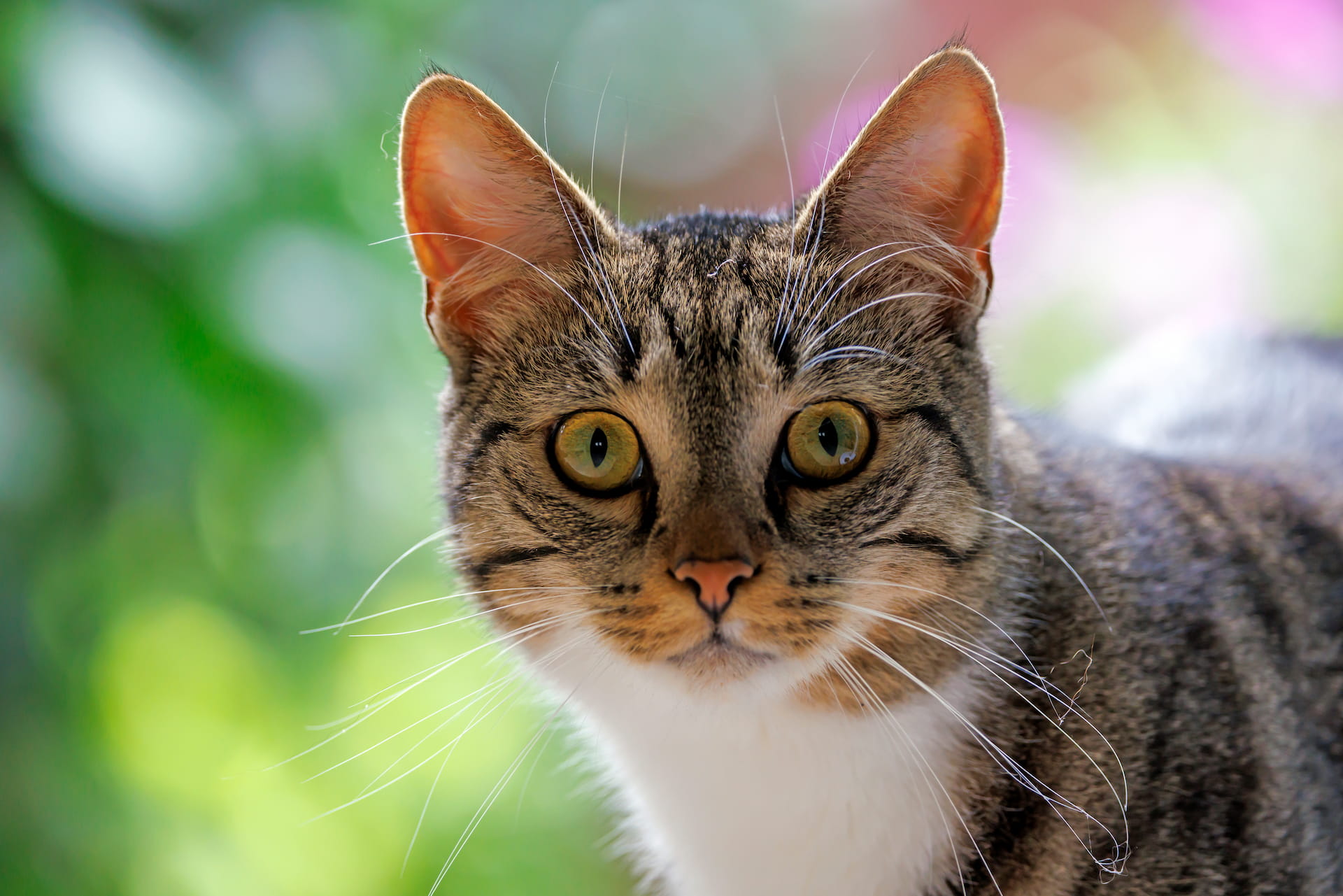 Gato saudável