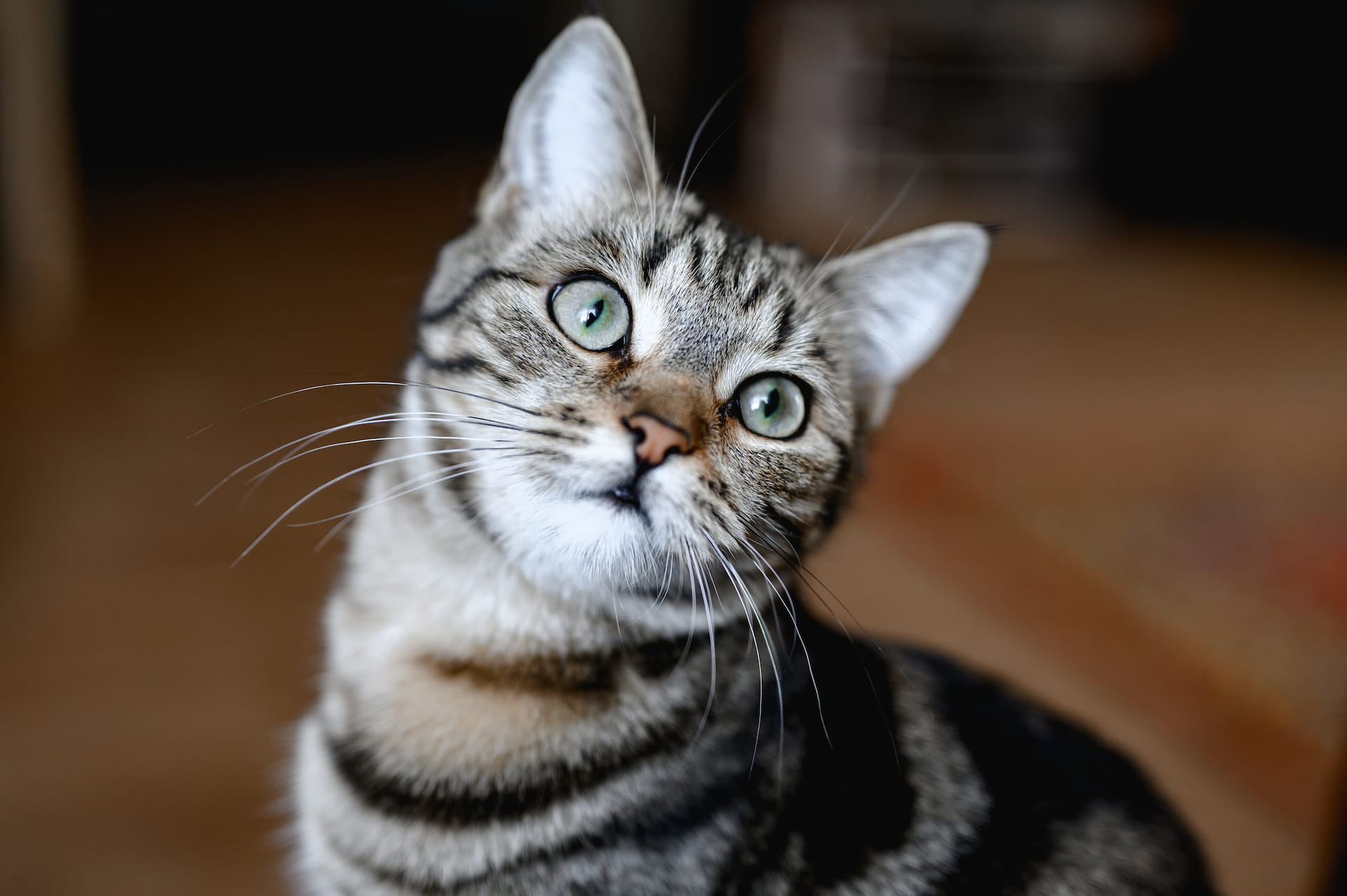 Gato curioso