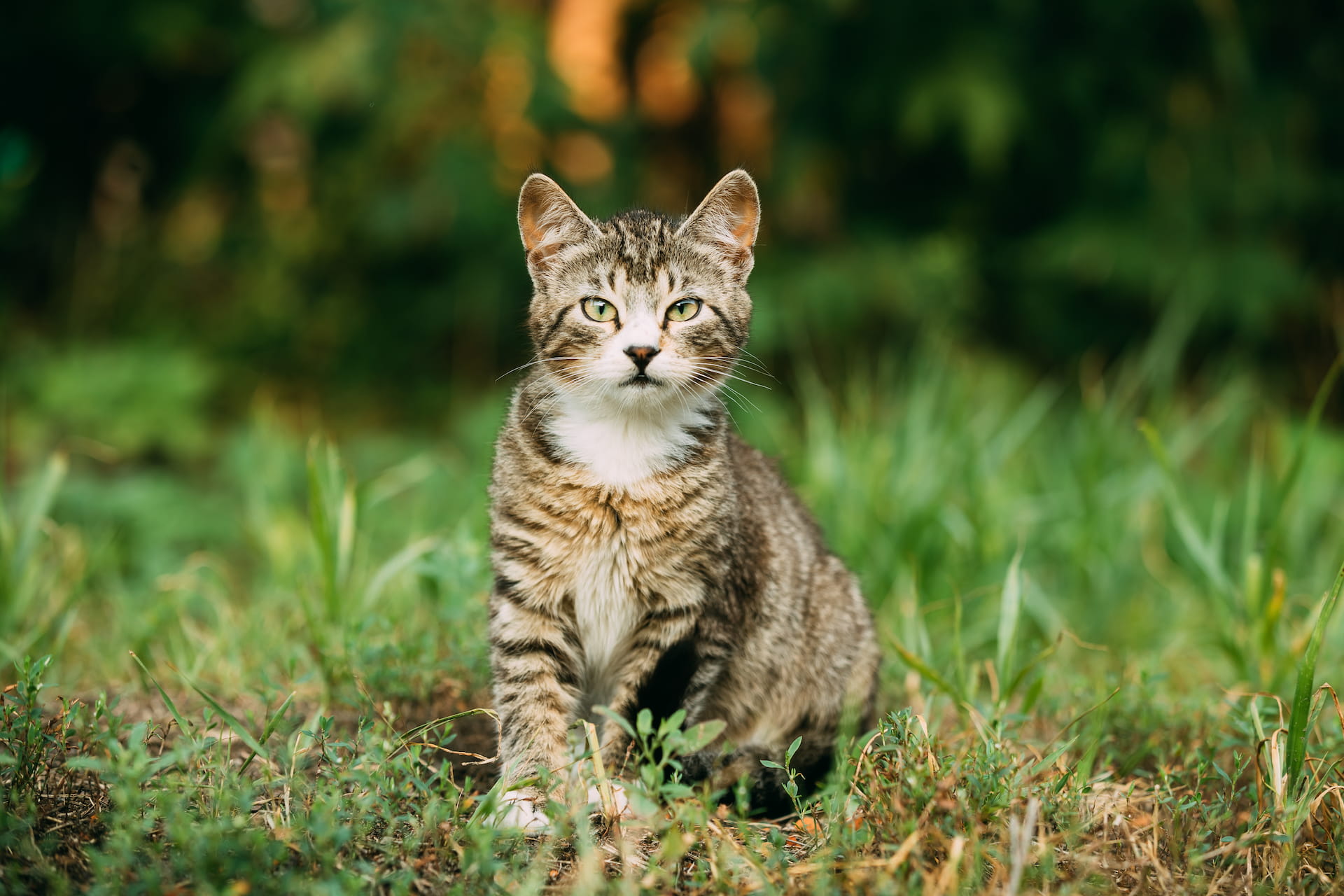 Gato na natureza