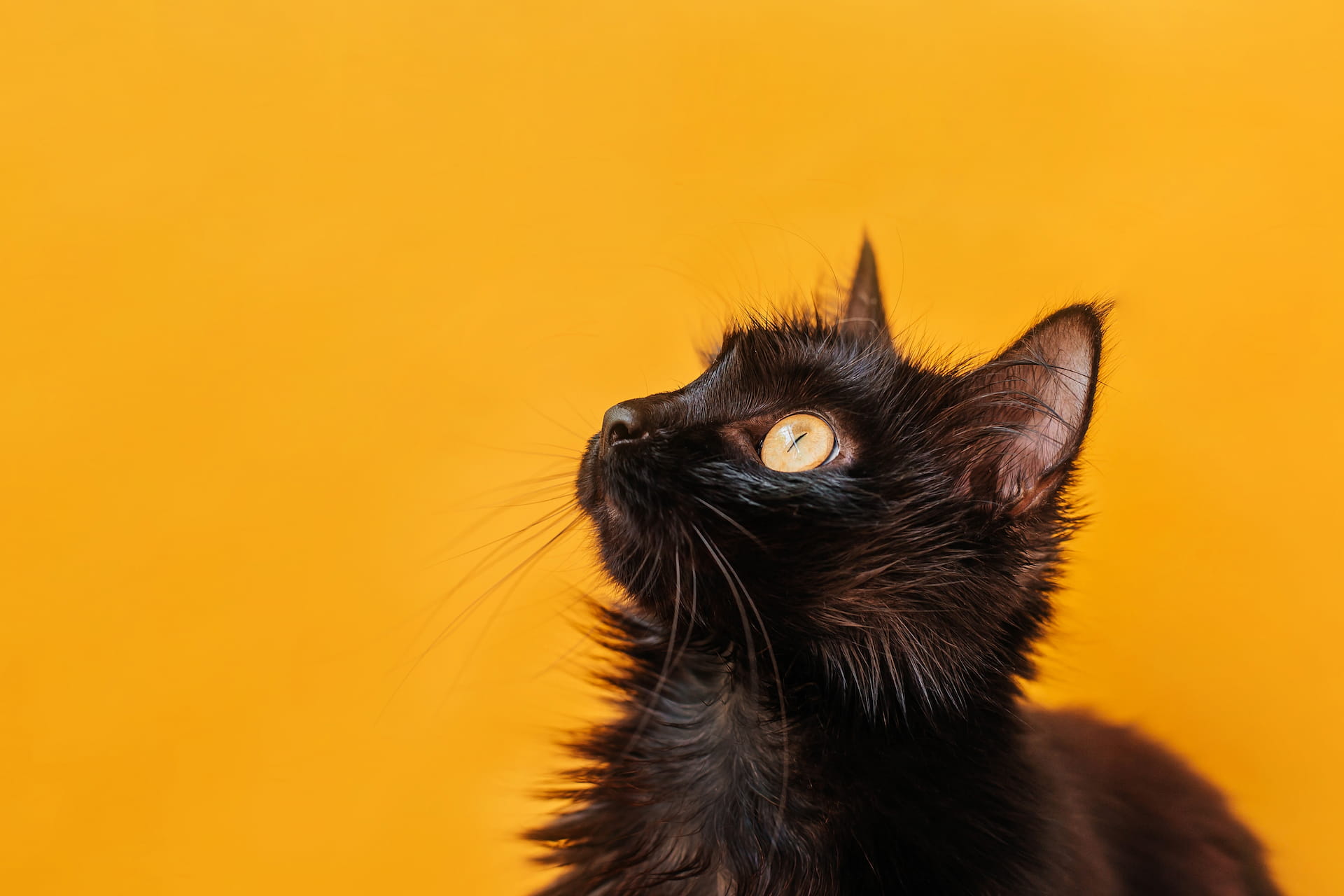 Gato preto curioso
