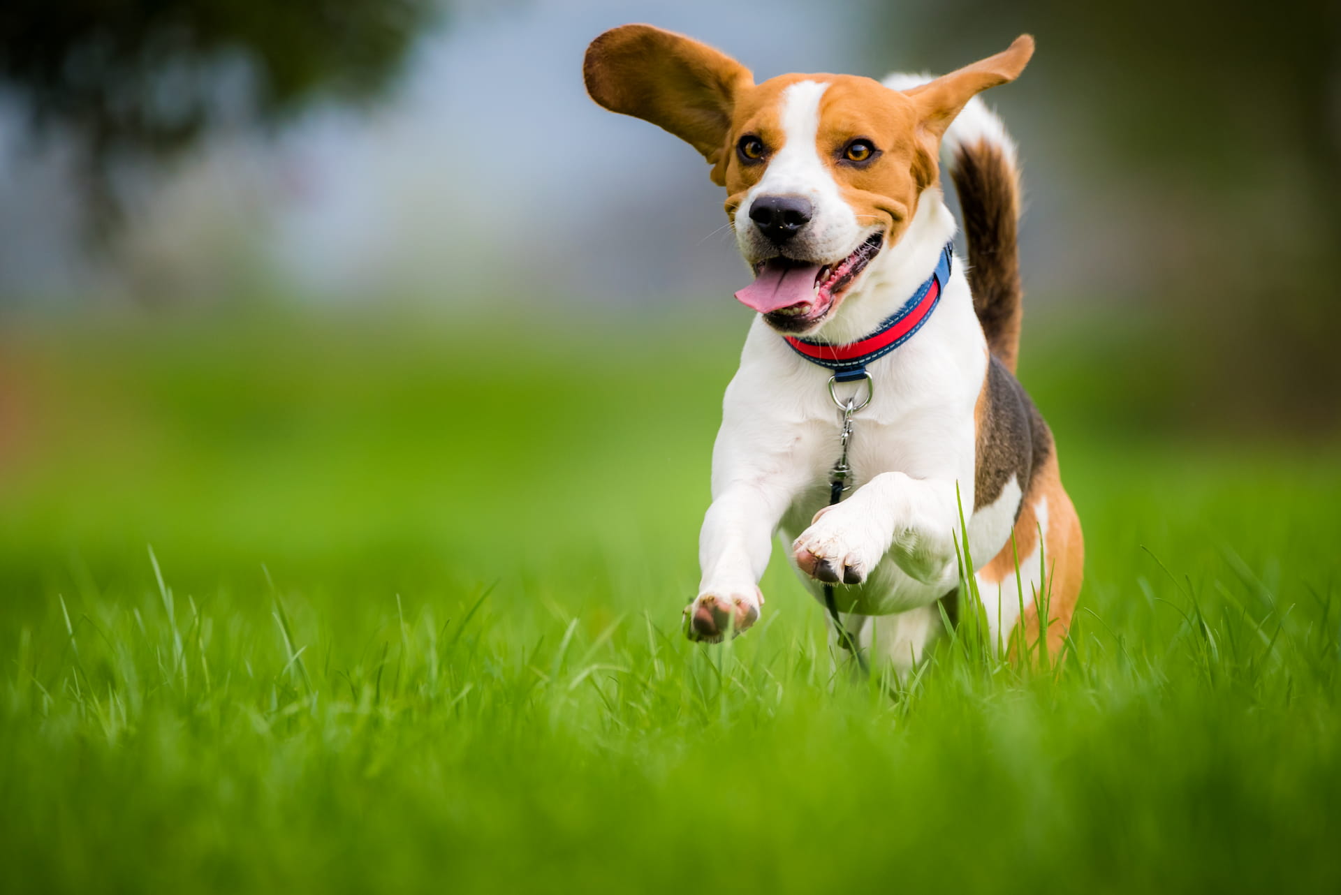 Cão cheio de energia