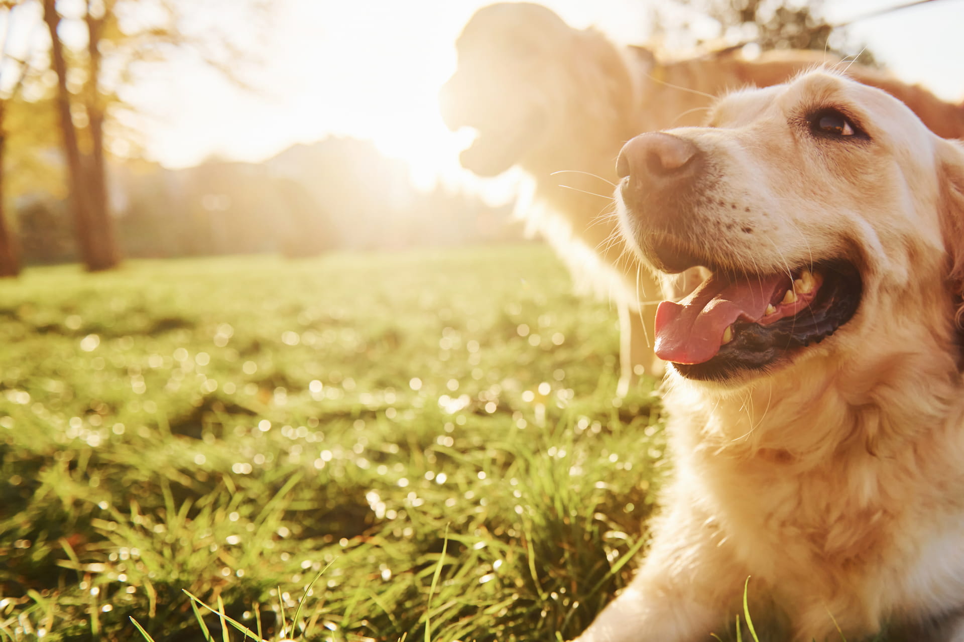 Golden Retriever feliz