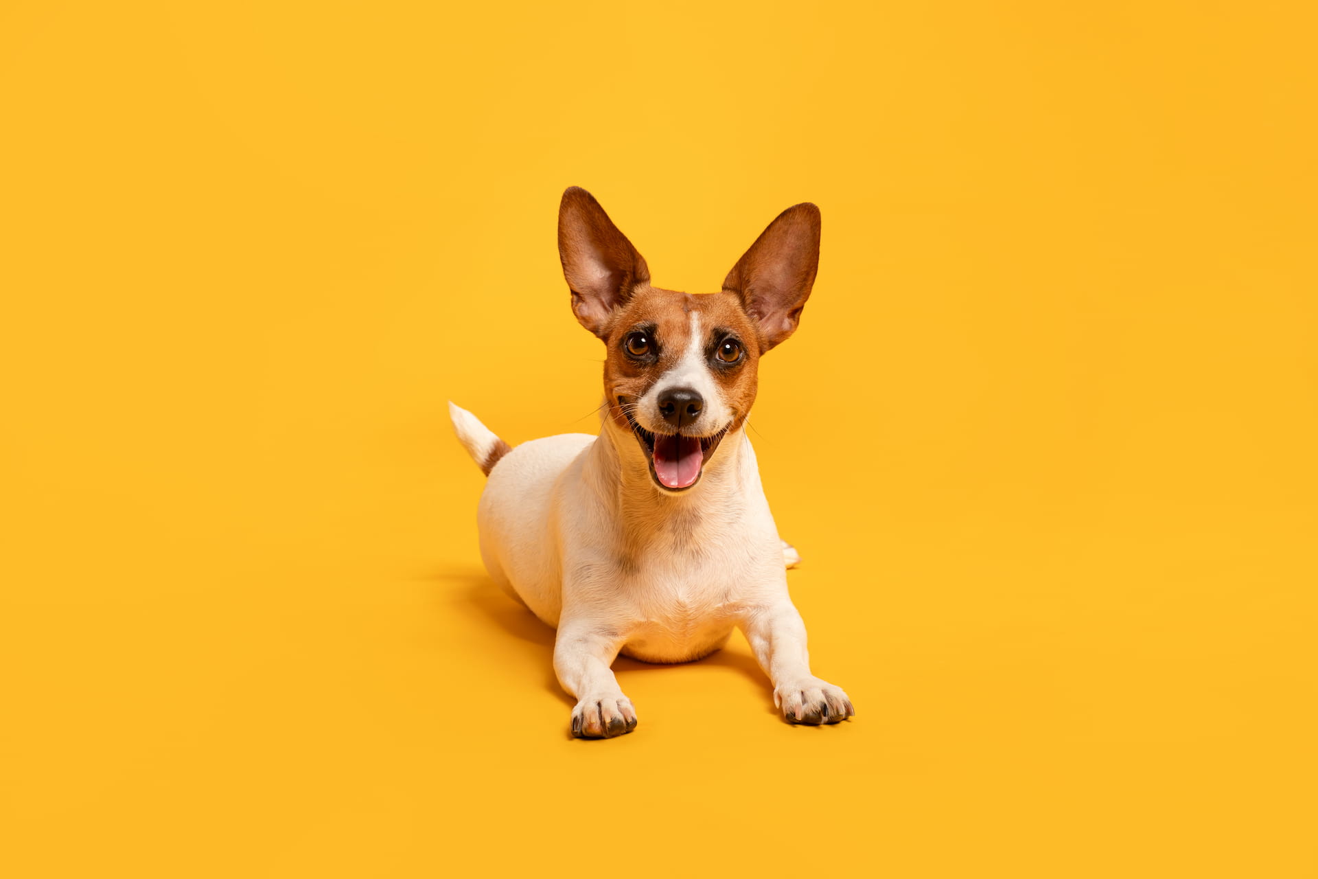 Cão animado